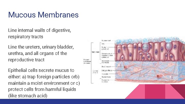 Mucous Membranes Line internal walls of digestive, respiratory tracts Line the ureters, urinary bladder,