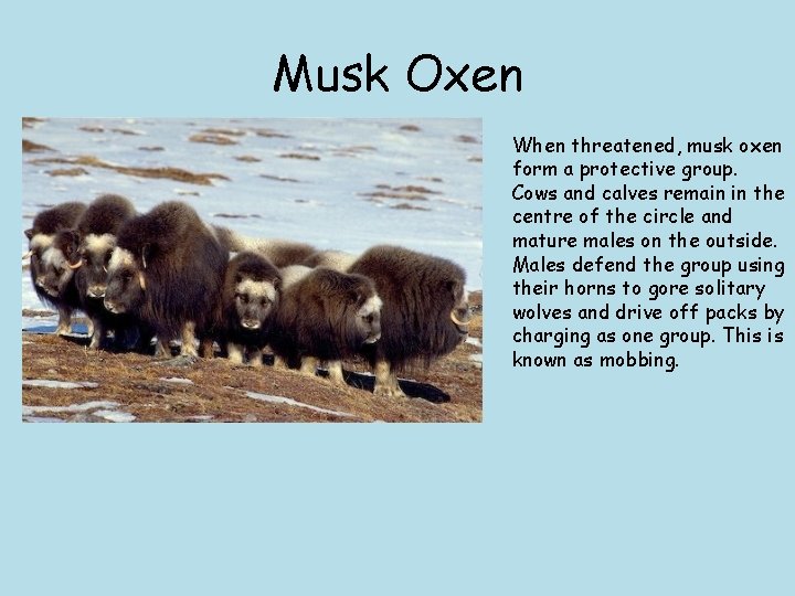 Musk Oxen When threatened, musk oxen form a protective group. Cows and calves remain