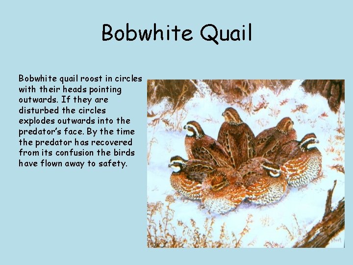 Bobwhite Quail Bobwhite quail roost in circles with their heads pointing outwards. If they
