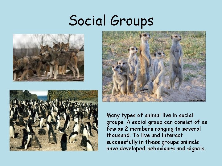 Social Groups Many types of animal live in social groups. A social group can