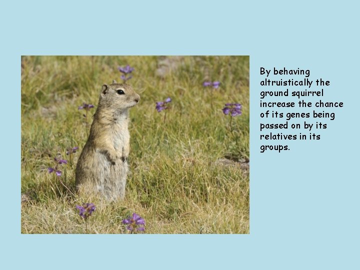 By behaving altruistically the ground squirrel increase the chance of its genes being passed