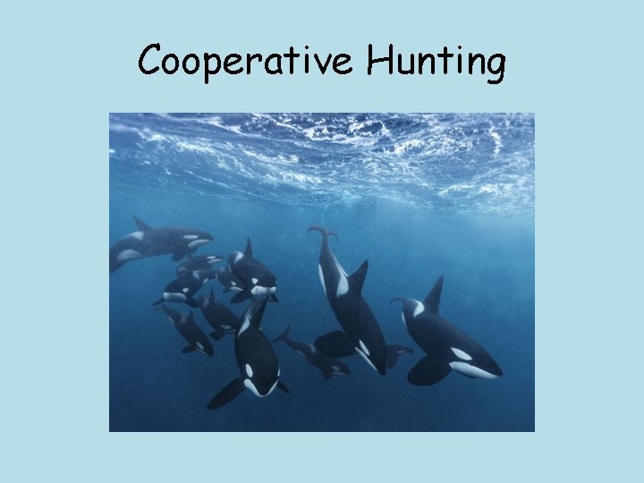 Cooperative Hunting 
