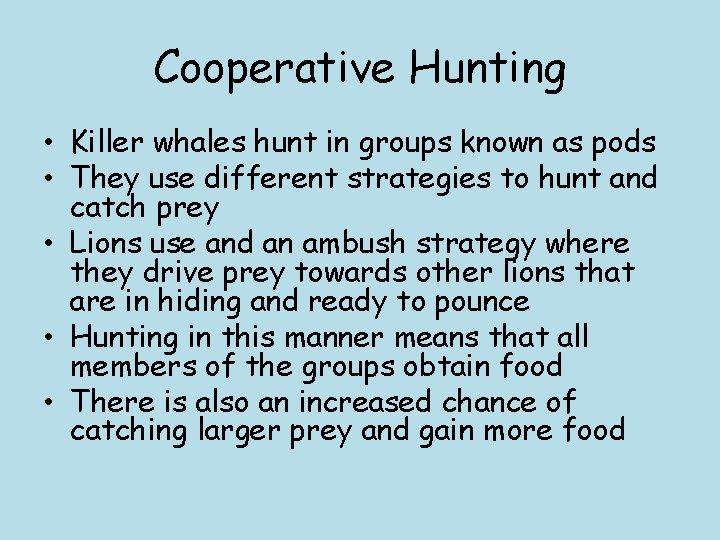 Cooperative Hunting • Killer whales hunt in groups known as pods • They use
