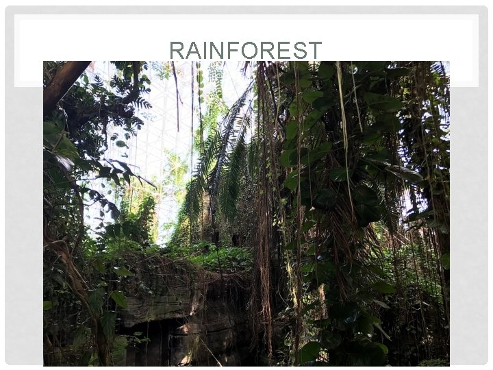 RAINFOREST RAINFOREST