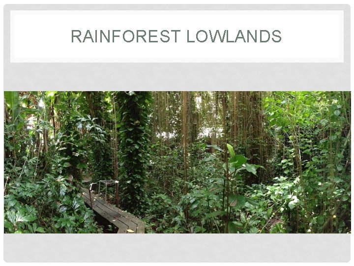 RAINFOREST LOWLANDS RAINFOREST LOWLANDS
