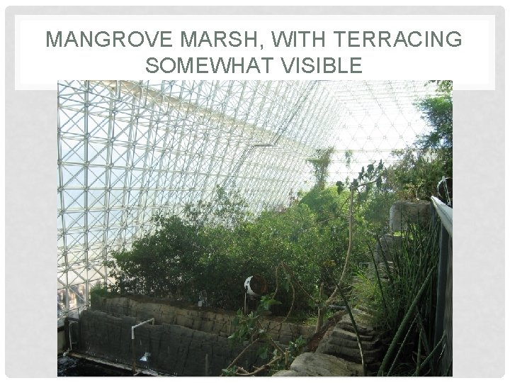 MANGROVE MARSH, WITH TERRACING SOMEWHAT VISIBLE MANGROVE MARSH, WITH TERRACING SOMEWHAT VISIBLE