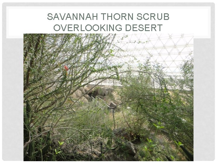 SAVANNAH THORN SCRUB OVERLOOKING DESERT SAVANNAH THORN SCRUB OVERLOOKING DESERT