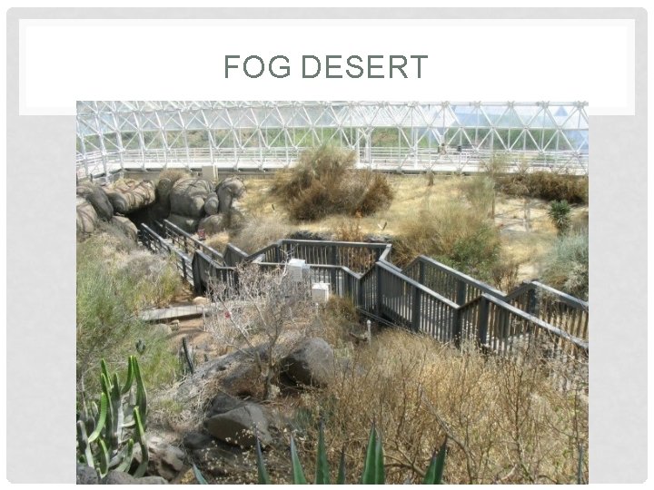 FOG DESERT FOG DESERT