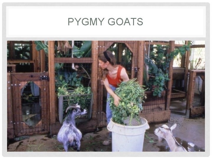 PYGMY GOATS PYGMY GOATS