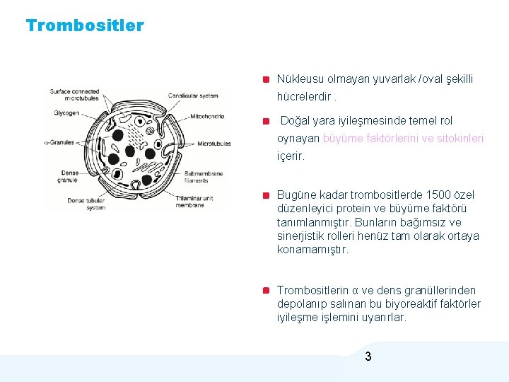 Trombositler Nükleusu olmayan yuvarlak /oval şekilli hücrelerdir. Doğal yara iyileşmesinde temel rol oynayan büyüme