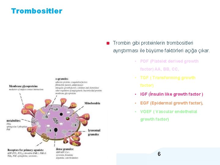 Trombositler Trombin gibi proteinlerin trombositleri ayrıştırması ile büyüme faktörleri açığa çıkar. • PDF (Platelet