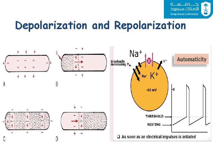 Depolarization and Repolarization 