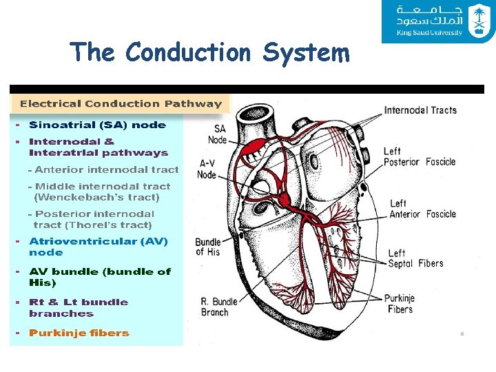 The Conduction System 