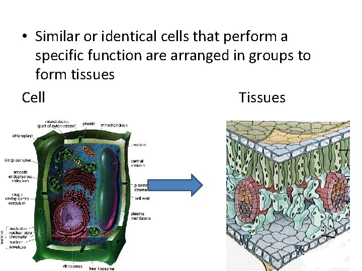  • Similar or identical cells that perform a specific function are arranged in