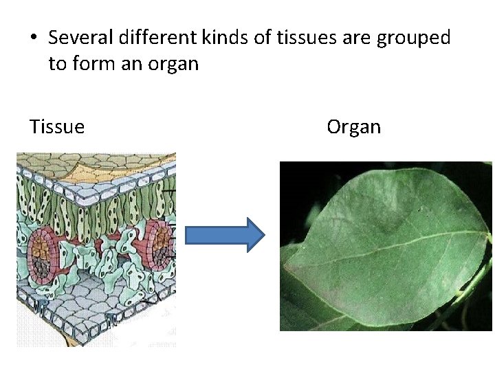  • Several different kinds of tissues are grouped to form an organ Tissue