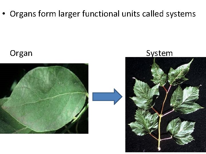  • Organs form larger functional units called systems Organ System 