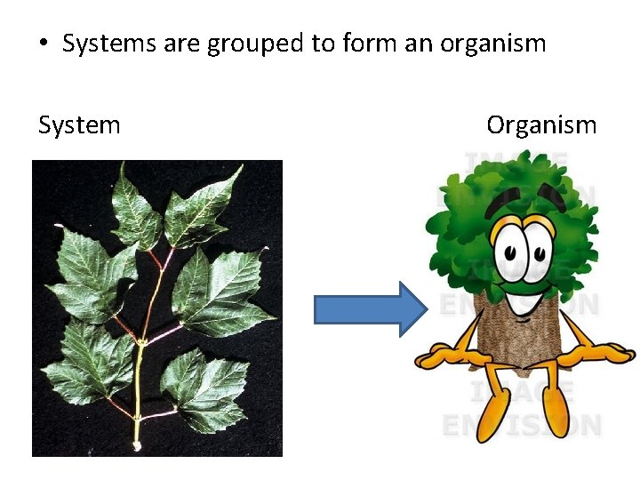  • Systems are grouped to form an organism System Organism 