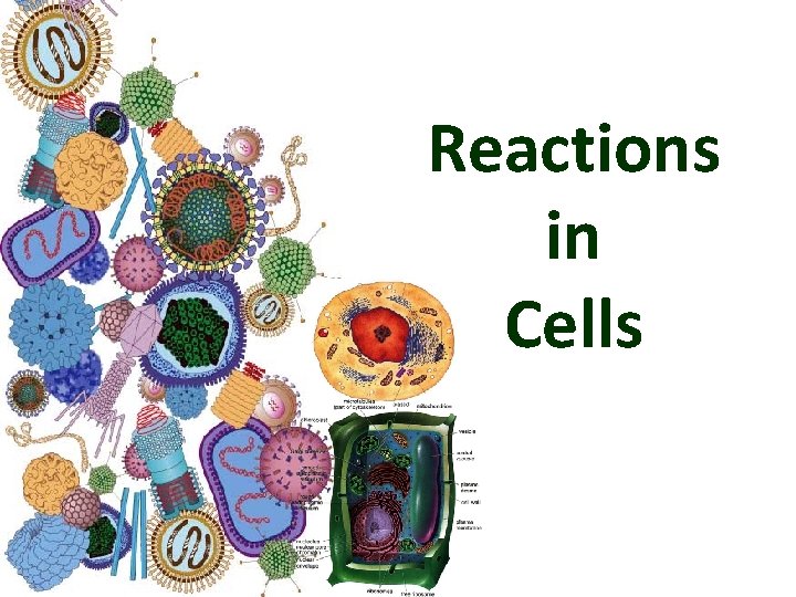 Reactions in Cells 