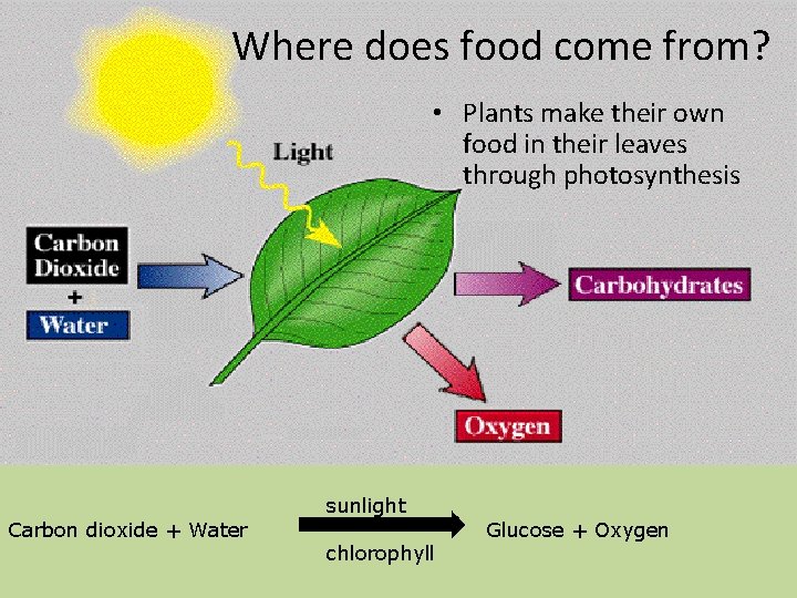 Where does food come from? • Plants make their own food in their leaves