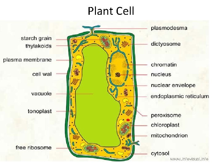Plant Cell 