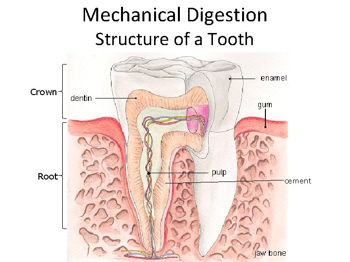 Mechanical Digestion Structure of a Tooth Crown Root cement 