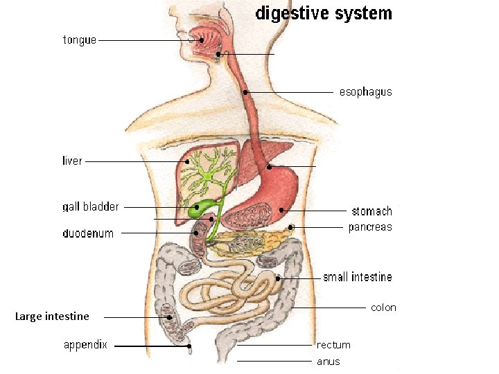colon Large intestine rectum anus 