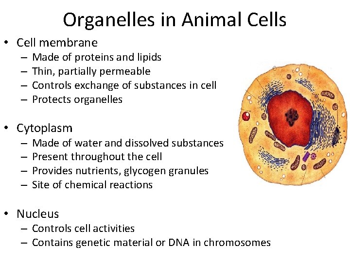 Organelles in Animal Cells • Cell membrane – – Made of proteins and lipids