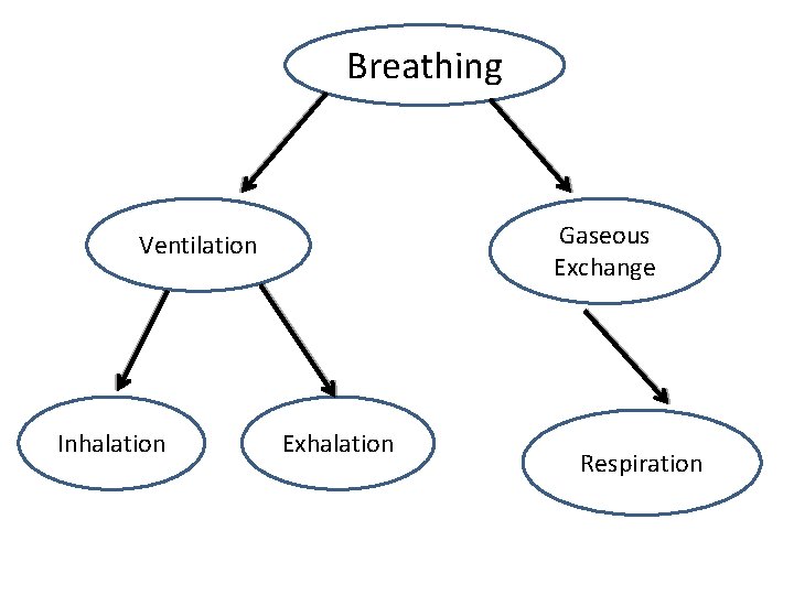 Breathing Gaseous Exchange Ventilation Inhalation Exhalation Respiration 