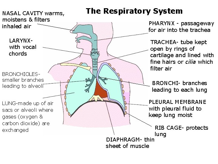 NASAL CAVITY warms, moistens & filters inhaled air LARYNXwith vocal chords BRONCHIOLESsmaller branches leading