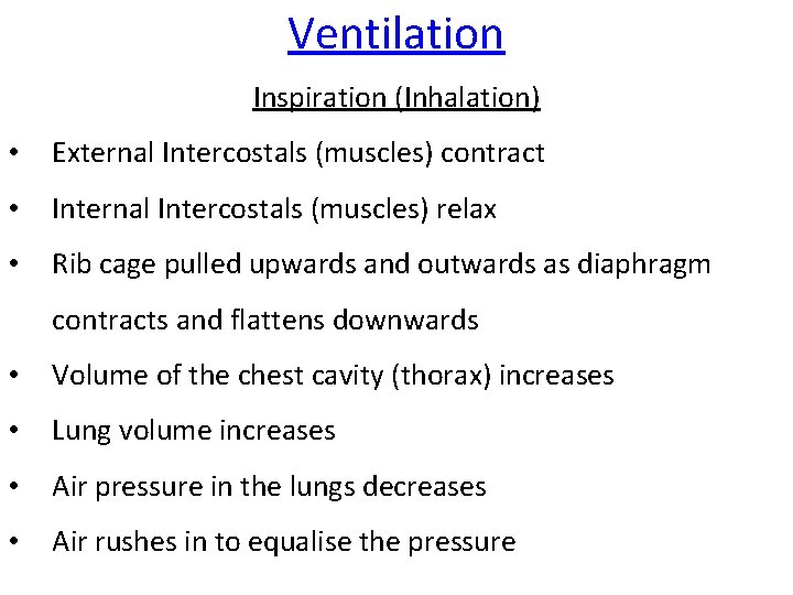 Ventilation Inspiration (Inhalation) • External Intercostals (muscles) contract • Internal Intercostals (muscles) relax •