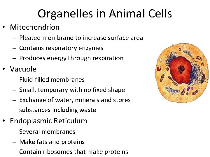 Organelles in Animal Cells • Mitochondrion – Pleated membrane to increase surface area –