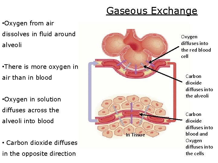 Gaseous Exchange • Oxygen from air dissolves in fluid around Oxygen diffuses into the