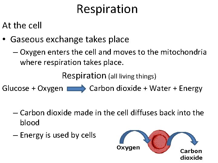 Respiration At the cell • Gaseous exchange takes place – Oxygen enters the cell
