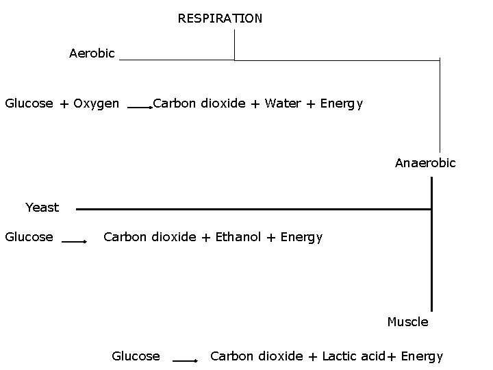 RESPIRATION Aerobic Glucose + Oxygen Carbon dioxide + Water + Energy Anaerobic Yeast Glucose