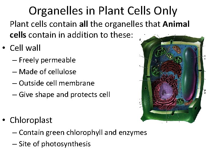 Organelles in Plant Cells Only Plant cells contain all the organelles that Animal cells