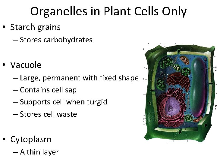Organelles in Plant Cells Only • Starch grains – Stores carbohydrates • Vacuole –