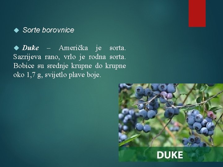  Sorte borovnice Duke – Američka je sorta. Sazrijeva rano, vrlo je rodna sorta.