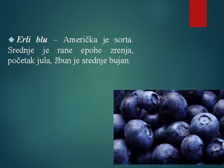  Erli blu – Američka je sorta. Srednje je rane epohe zrenja, početak jula,