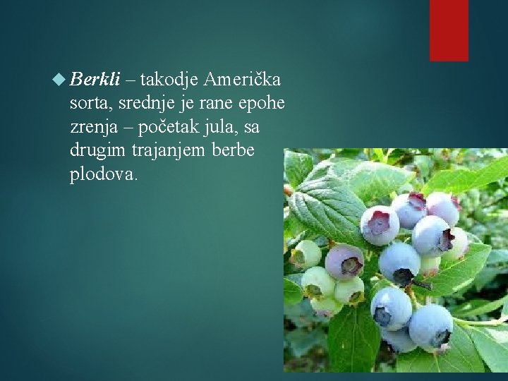  Berkli – takodje Američka sorta, srednje je rane epohe zrenja – početak jula,