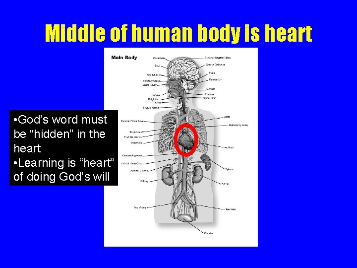 Middle of human body is heart • God’s word must be “hidden” in the