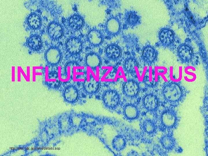 INFLUENZA VIRUS http: //phil. cdc. gov/phil/details. asp 