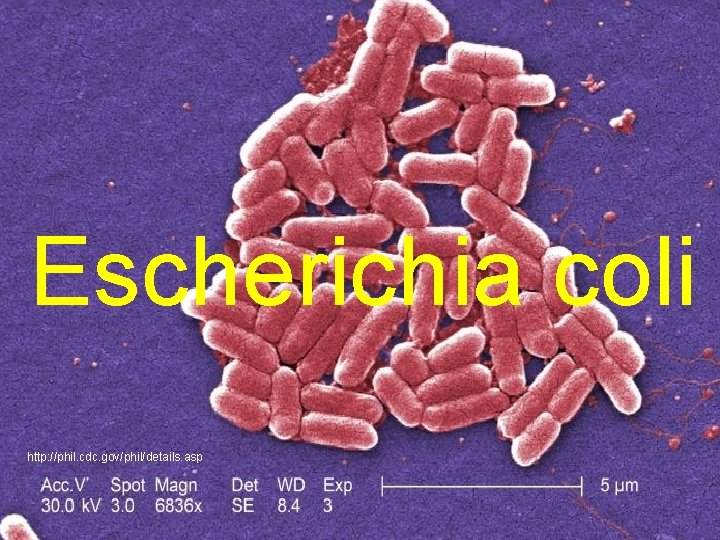 Escherichia coli http: //phil. cdc. gov/phil/details. asp 