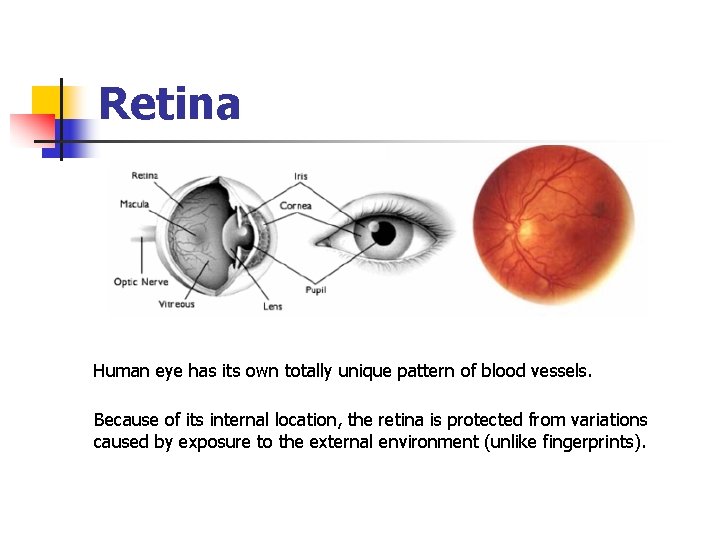 Retina Human eye has its own totally unique pattern of blood vessels. Because of