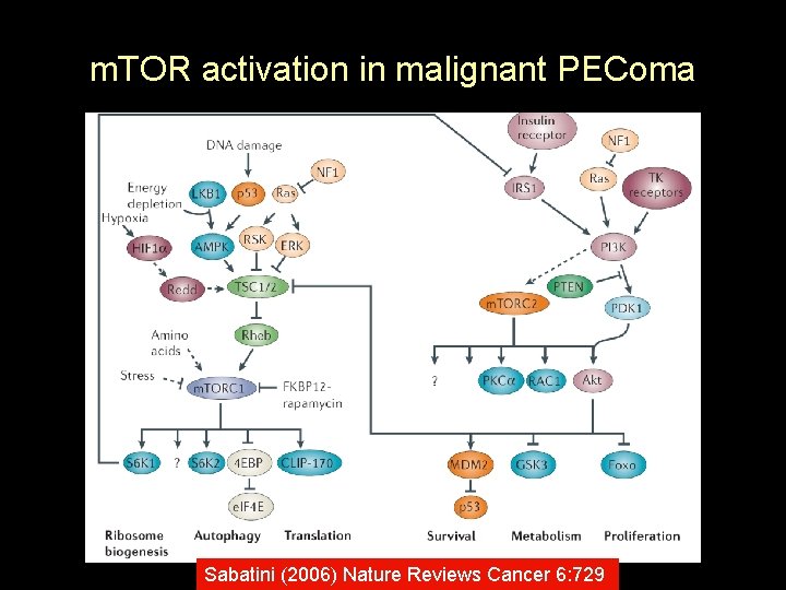 m. TOR activation in malignant PEComa Sabatini (2006) Nature Reviews Cancer 6: 729 