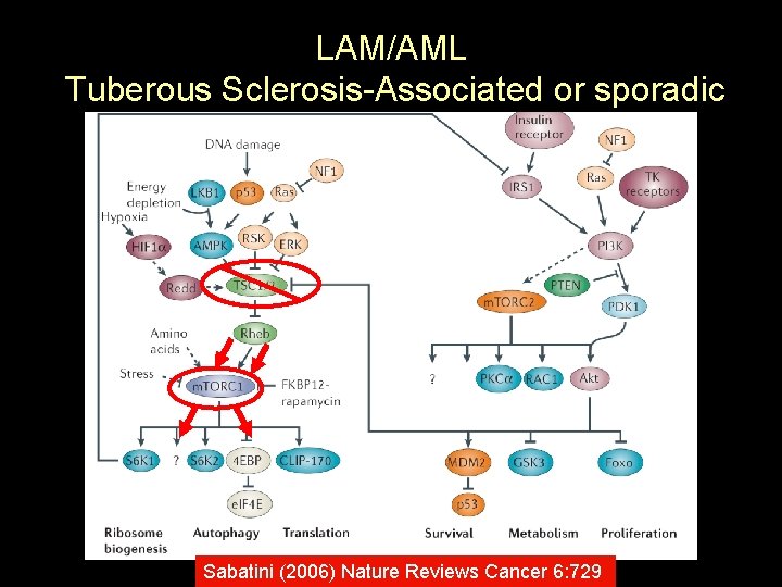 LAM/AML Tuberous Sclerosis-Associated or sporadic Sabatini (2006) Nature Reviews Cancer 6: 729 