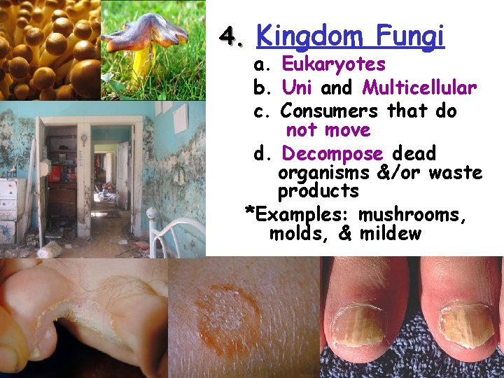 4. Kingdom Fungi: a. Eukaryotes b. Uni and Multicellular c. Consumers that do not