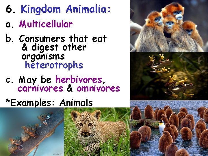 6. Kingdom Animalia: a. Multicellular b. Consumers that eat & digest other organisms (heterotrophs)