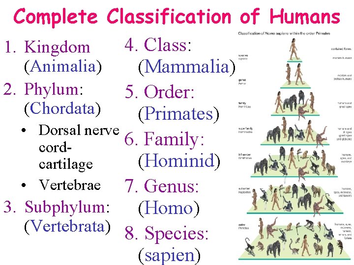 Complete Classification of Humans 4. Class: 1. Kingdom: (Animalia) (Mammalia) 2. Phylum: 5. Order: