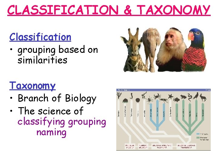 CLASSIFICATION & TAXONOMY Classification: • grouping based on similarities Taxonomy: • Branch of Biology