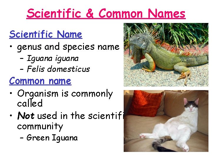 Scientific & Common Names Scientific Name: • genus and species name – Iguana iguana